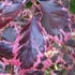 Fagus sylvatica 'Purpurea Tricolor' 