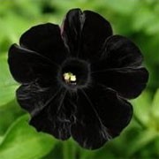 Petunia 'Black Velvet' (29/05/2011)  added by Shoot)
