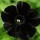 Petunia 'Black Velvet' (29/05/2011)  added by Shoot)