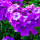 Phlox paniculata 'Blue Paradise' (Perennial phlox 'Blue Paradise') Added by Nicola