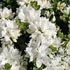 Rhododendron Diamant Group white-flowered 