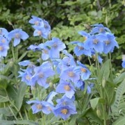 Meconopsis betonicifolia (07/04/2017) Meconopsis betonicifolia added by Shoot)