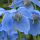 Meconopsis betonicifolia (Blue poppy) Added by Nicola