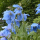 Meconopsis betonicifolia (Blue poppy) Added by Nicola