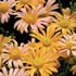 Chrysanthemum 'Mary Stoker'  