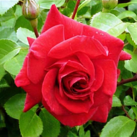 Rosa 'The Prince's Trust'