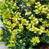 Buxus sempervirens 'Arborescens'