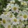 Tanacetum niveum 'Jackpot' (11/07/2011)  added by Shoot)