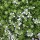 Thymus praecox 'Albiflorus' (11/07/2011)  added by Shoot)