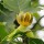 liriodendron chinense (11/07/2011)  added by Shoot)