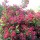 Weigela 'Red Prince' (11/07/2011)  added by Shoot)