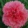 Dianthus ‘Pink Fizz’ (11/07/2011)  added by Shoot)
