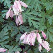 Dicentra ‘Spring Magic’ (11/07/2011)  added by Shoot)
