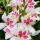 Gladiolus 'Prins Claus' (11/07/2011)  added by Shoot)