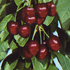 Prunus avium 'Sylvia' 