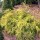 Chamaecyparis pisifera 'Sungold' (Sawara cypress 'Sungold') (26/07/2011)  added by Shoot)