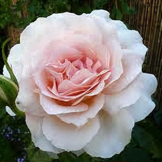 Rosa 'Chandos Beauty' 
