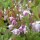 Epimedium × youngianum 'Roseum' (22/07/2011)  added by Shoot)