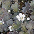 Geranium sessiliflorum subsp. novae-zelandiae 'Nigricans'