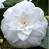Camellia japonica 'Mathotiana Alba'