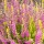 Calluna vulgaris 'Con Brio' (Heather 'Con Brio') (29/07/2011)  added by Shoot)