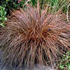 Carex 'Red Rooster'
