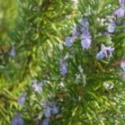 Rosmarinus officinalis 'Sudbury Blue' (29/04/2016) Rosmarinus officinalis 'Sudbury Blue' added by Shoot)