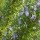 Rosmarinus officinalis 'Sudbury Blue' (29/04/2016) Rosmarinus officinalis 'Sudbury Blue' added by Shoot)