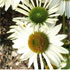 Echinacea purpurea 'PowWow White' (PowWow Series)