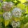 Physocarpus opulifolius 'Nugget' (27/09/2011)  added by Shoot)