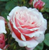 Rosa 'Jill's Rose'