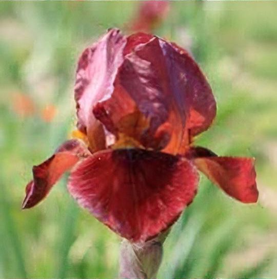 Iris 'Quechee' 
