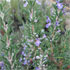 Salvia rosmarinus 'Sissinghurst Blue'