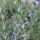 Rosmarinus officinalis 'Sissinghurst Blue'  (21/12/2011)  added by Shoot)