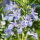 Rosmarinus officinalis 'Sissinghurst Blue' (Rosemary 'Sissinghurst Blue') Added by Nicola