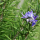 Rosmarinus officinalis 'Sissinghurst Blue' (Rosemary 'Sissinghurst Blue') Added by Nicola