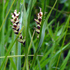 Carex panicea 