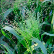 Panicum elegans 'Frosted Explosion' (Switch grass 'Frosted Explosion') (20/07/2019) Panicum elegans 'Frosted Explosion' added by Shoot)