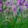 Pennisetum 'Fairy Tails' (Fountain grass 'Fairy Tails') Added by Nicola