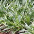 Carex siderosticha 'Variegata' 