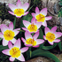 Tulipa saxatilis (Bakeri Group) 'Lilac Wonder' 