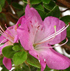 Rhododendron 'Shiko Lavender'