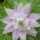 Aquilegia vulgaris var. stellata 'Sweet Dreams' (29/11/2011)  added by Shoot)