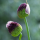 Allium 'Forelock' (Allium 'Forelock') Added by Nicola