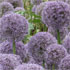 Allium 'Round and Purple'