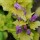 Lamium maculatum 'Cannon's Gold' (20/12/2011)  added by Shoot)
