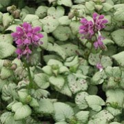 Lamium maculatum 'Sterling Silver' (20/12/2011)  added by Shoot)