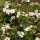 Potentilla fruticosa 'Glenroy Pinkie' (10/01/2012)  added by Shoot)