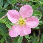 Potentilla fruticosa 'Grace Darling' FREE DELIVERY ON 5 OR MORE OF ANY PLANTS