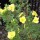 Potentilla fruticosa 'Gold Drop' (10/01/2012)  added by Shoot)